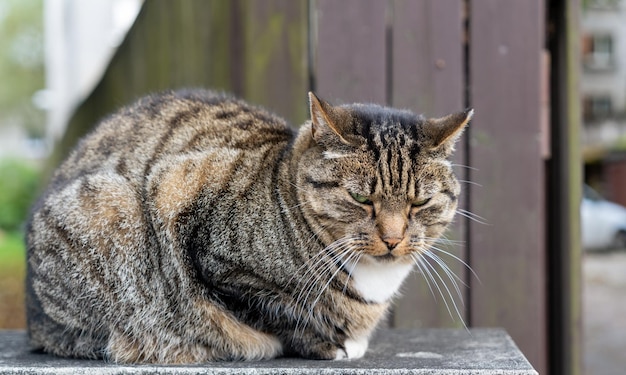 Foto gato rayado triste solitario en la cerca de la casa