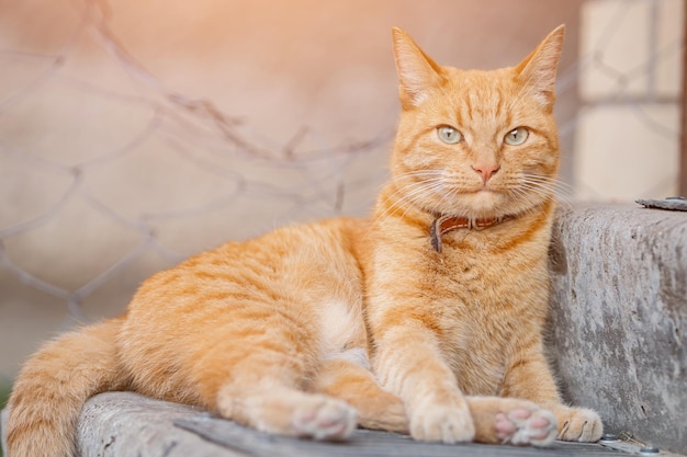 Gato de rayas naranjas con collar de cuero rojo yace en el escalón del porche