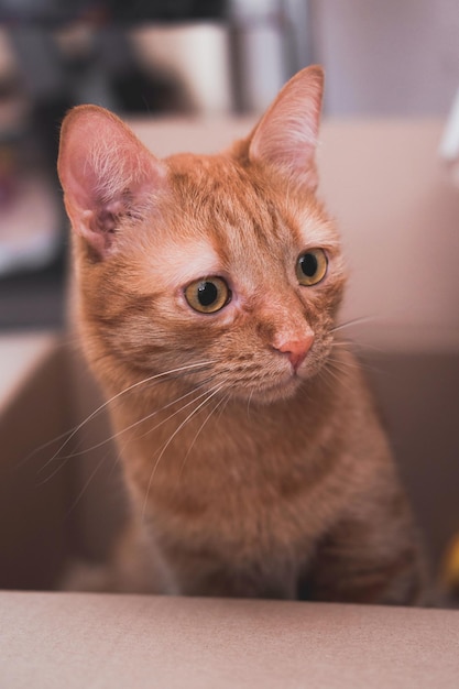 El gato de rayas rojas subió a la caja y se sienta en ella.