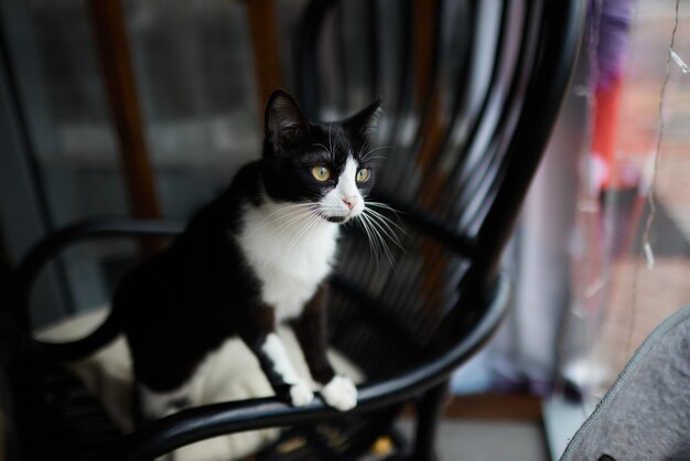 Gato con rayas se sienta en el sofá y mira directamente a la cámara.