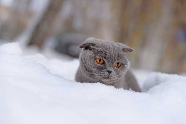 Gato de raza británica escocesa envuelto en una cálida bufanda mirando por la ventana a la nieve