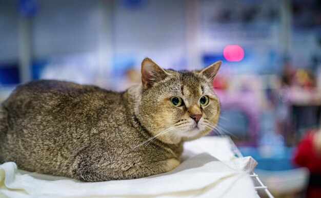 Un gato de raza británica miente y mira cuidadosamente Cara de gato de cerca