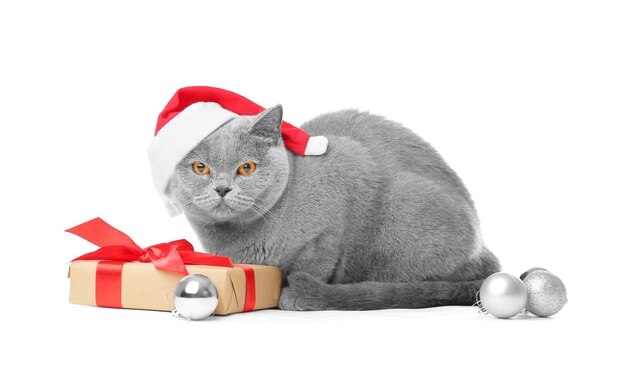 Foto gato de la raza británica con un sombrero de papá noel sobre un fondo blanco