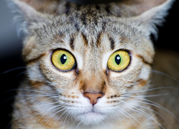 gato de raza común, con ojos asustados