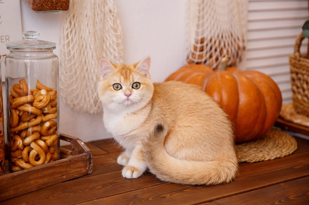 Gato raza Golden británica chinchilla sentado en la mesa, decoraciones de primavera