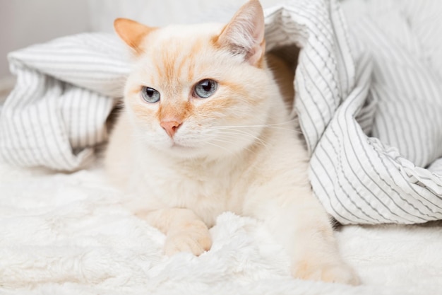 Gato de raza mixta rojo jengibre joven aburrido bajo cuadros escoceses pelados gris claro y blanco en dormitorio contemporáneo. La mascota se calienta debajo de una manta cuando hace frío en invierno. Concepto de cuidado y amigable para mascotas.