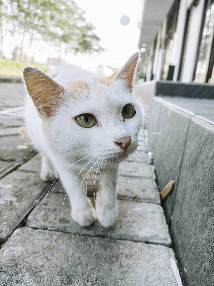 Gato de raza naranja y blanca o mixta y gato de raza doméstica con fondo bokeh Retrato o vertical