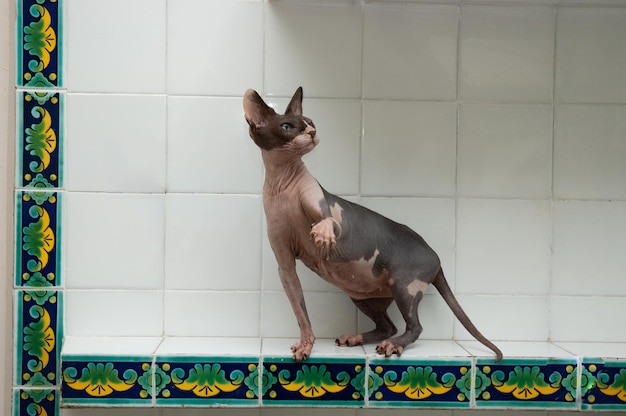 Gato de raza sin pelo Sphynx sentado en la cocina