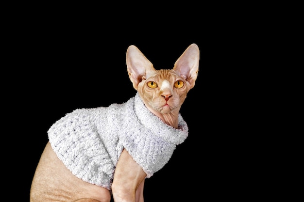 Gato raza sphynx canadiense en suéter morado aislado en negro