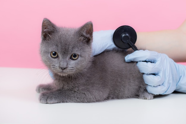 Gato en la recepción de un veterinario.