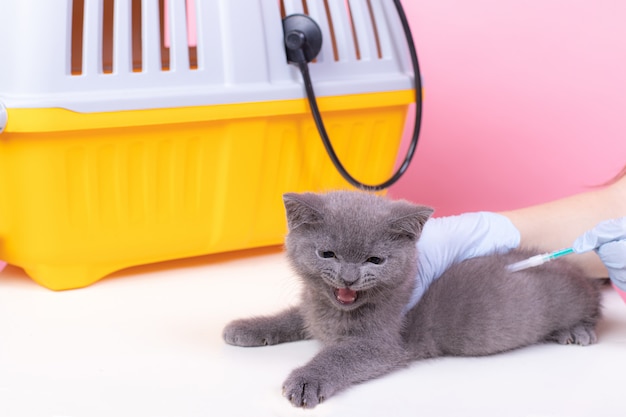 Gato en la recepción de un veterinario.