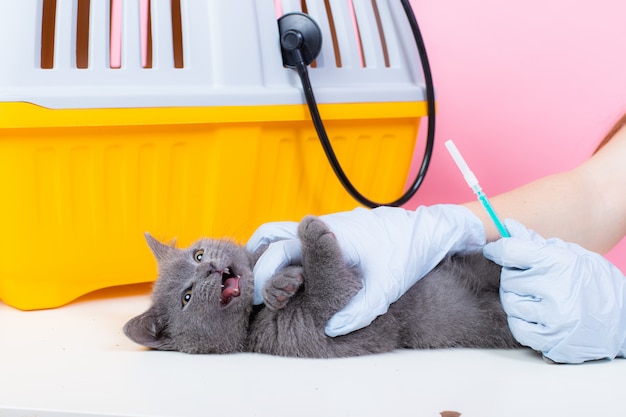 Gato en la recepción de un veterinario.