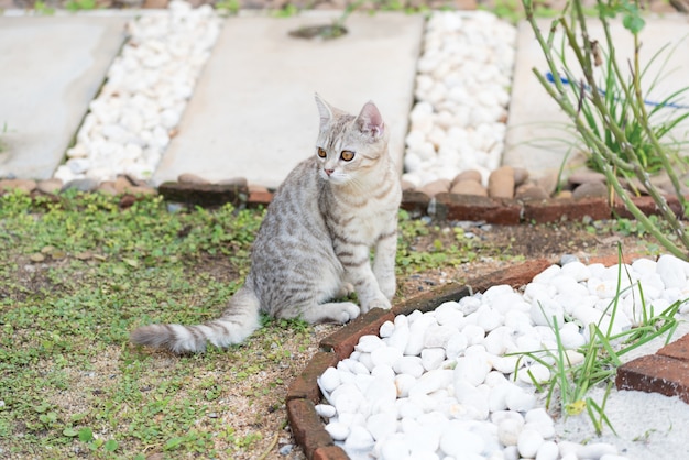 Gato rechoncho lindo precioso con los ojos amarillos hermosos en hierba en el jardín al aire libre