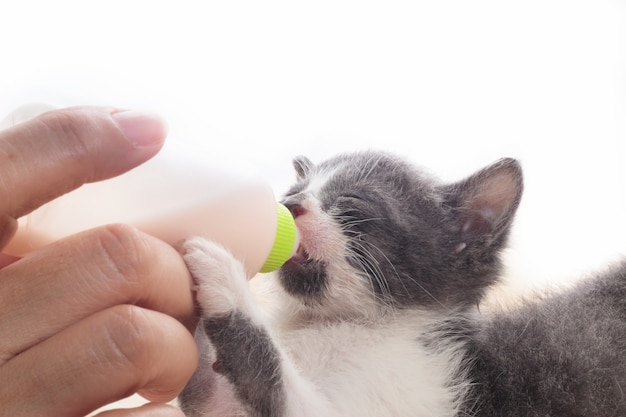 Gato recién nacido bebiendo leche de la botella