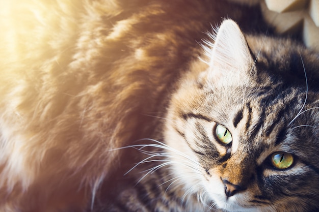 El gato recostado mira hacia arriba