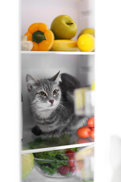 Foto gato en el refrigerador en casa.