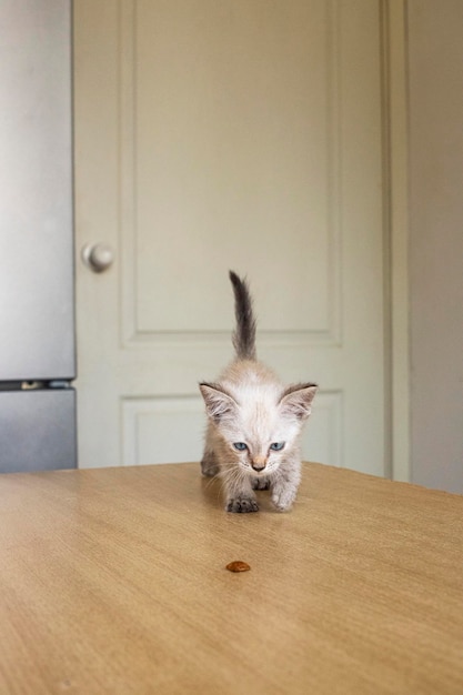 Gato. Un refugio para gatos callejeros. Ayuda para animales sin hogar.