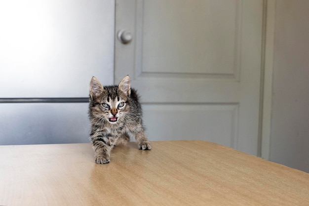 Gato. Un refugio para gatos callejeros. Ayuda para animales sin hogar.