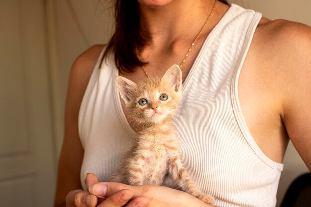 Gato. Un refugio para gatos callejeros. Ayuda para animales sin hogar.