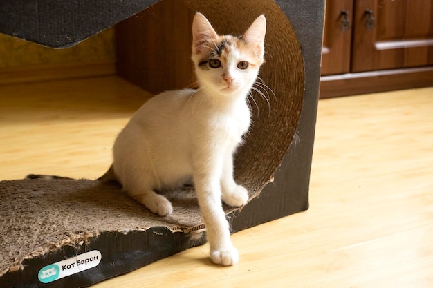 Gato. Un refugio para gatos callejeros. Ayuda para animales sin hogar.