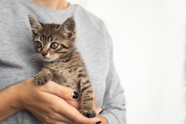 Gato. Un refugio para gatos callejeros. Ayuda para animales sin hogar.