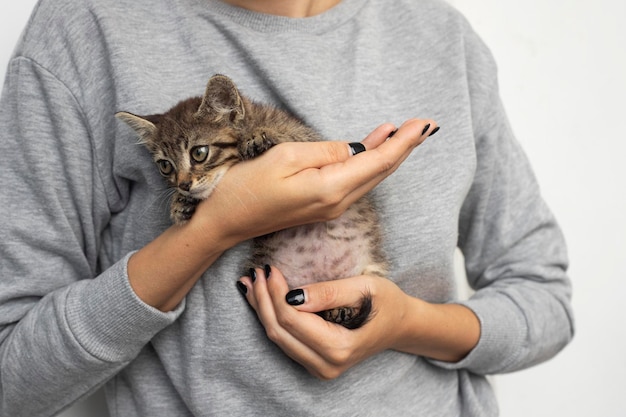 Foto gato. un refugio para gatos callejeros. ayuda para animales sin hogar.