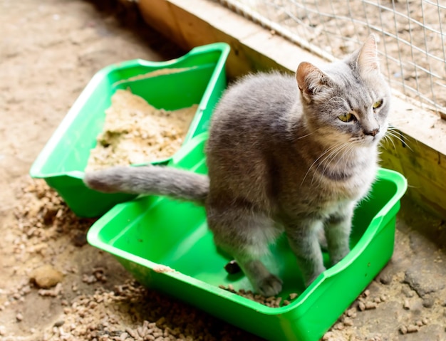 El gato en un refugio privado está haciendo caca en un inodoro verde.