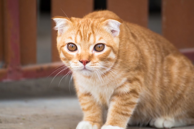 El gato se relaja en el suelo, gato marrón y gato blanco