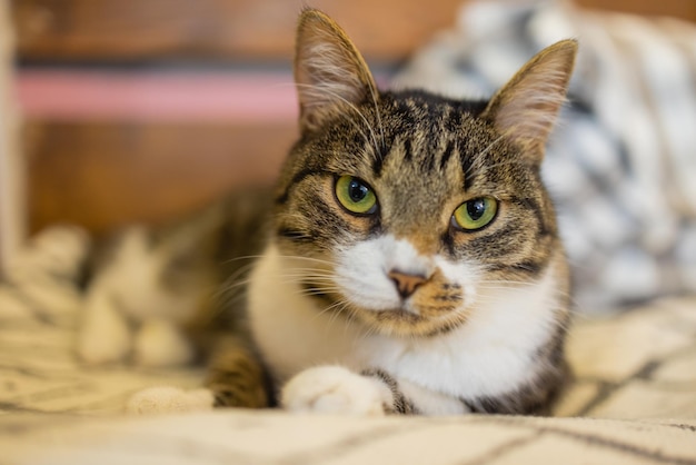 Gato se relaja y sueña en una cama.