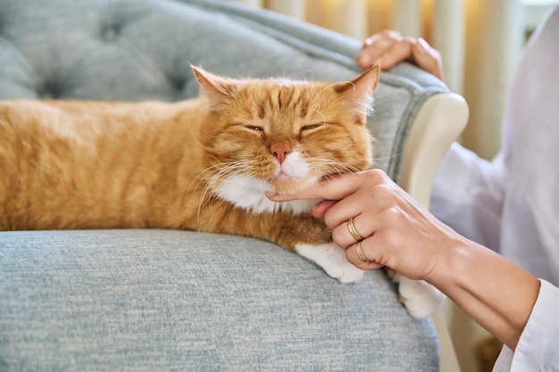 Gato relajado acostado en un sillón en casa mujer acariciando mascota