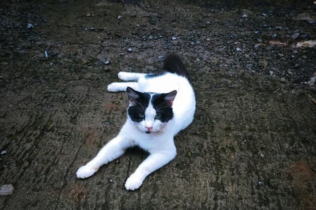 Gato relajado descansando en la calle Serenidad