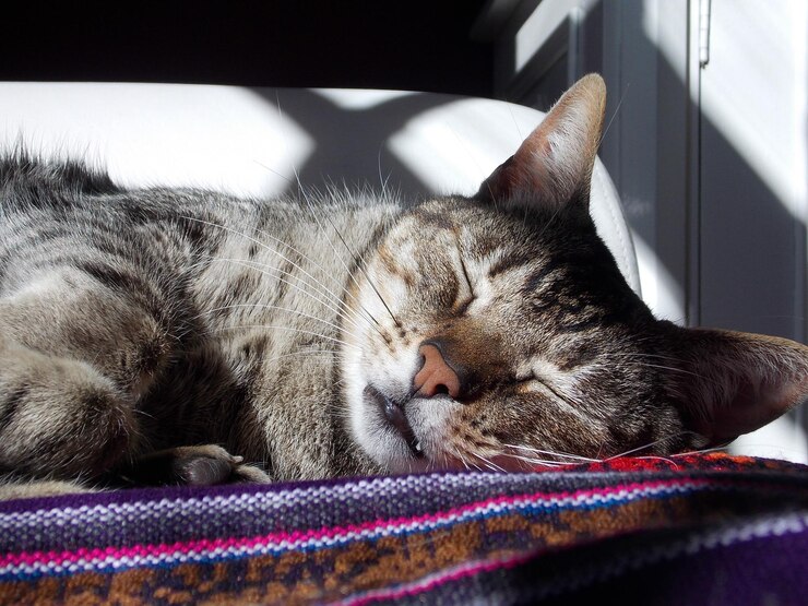 Un gato relajado disfrutando de la luz del sol Un momento de paz