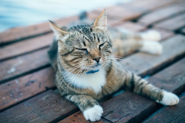 Un gato relajado con ojos amarillos yace en un muelle de madera en un gato atigrado gris al atardecer