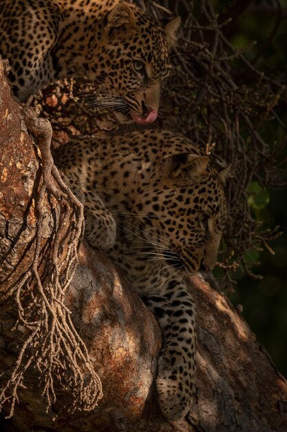 Foto gato relajándose en un árbol