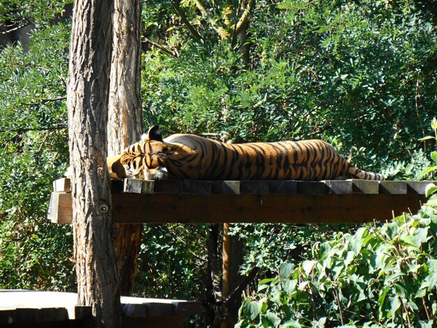 Foto gato relajándose en el árbol