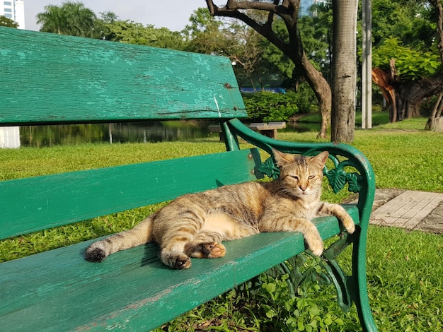 Foto gato relajándose en un parque