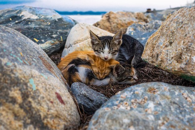 Foto gato relajándose en la roca