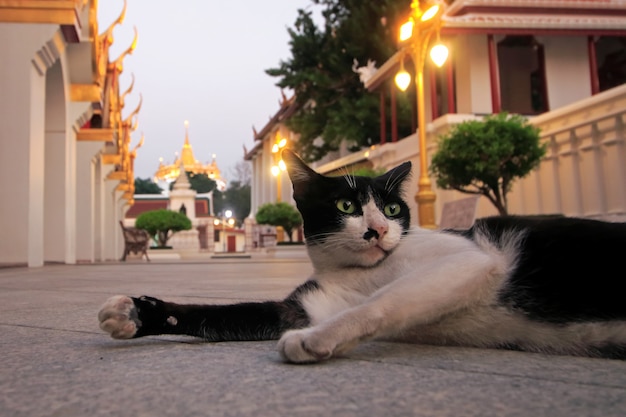 Gato relajándose en el templo