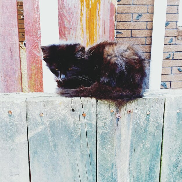 Foto gato relajándose en la valla de madera