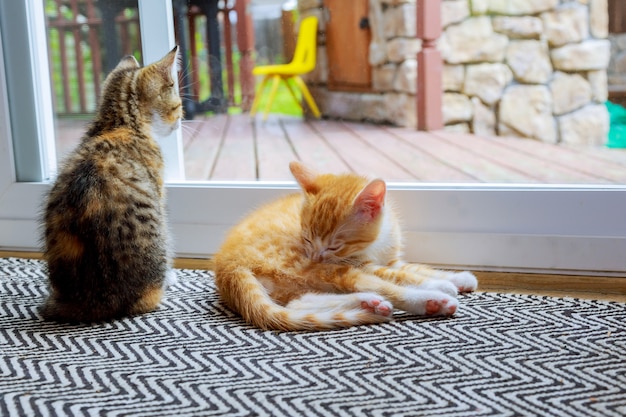 Gato relajante y puerta.