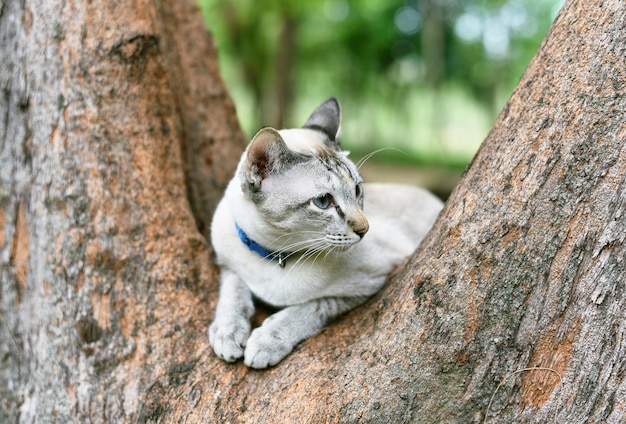 gato, relajante, en, rama, de, árbol, blanco, gato callejero, en, parque público