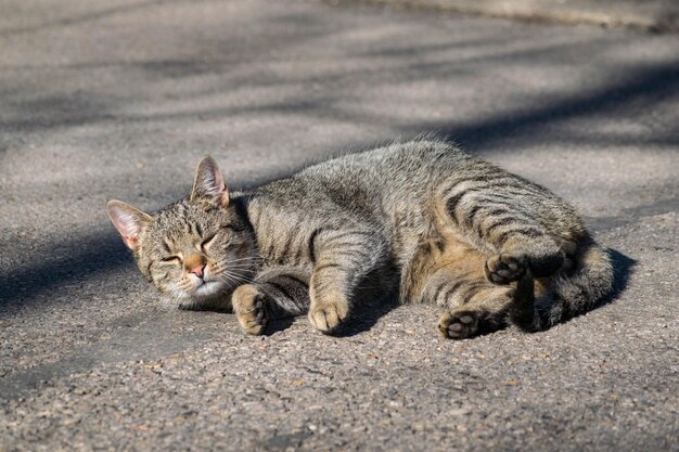 Gato relaxando ao ar livre