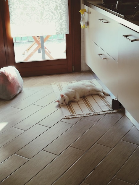 Gato relaxando em casa