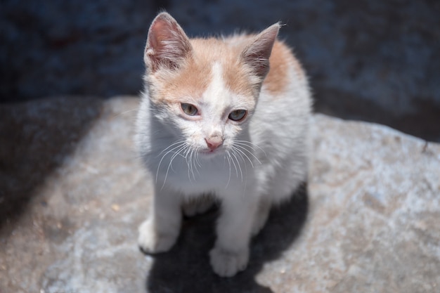 Foto gato relaxando em chefchaouen