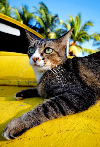 Gato relaxando em um velho carro clássico em uma ilha tropical