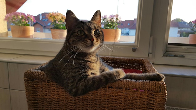 Foto gato relaxando em uma cadeira de vime contra a janela em casa