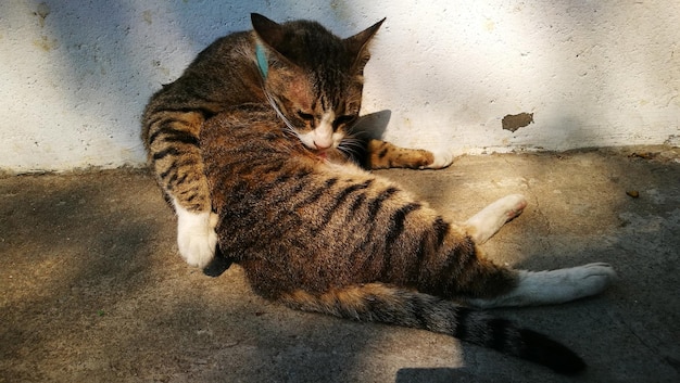 Gato relaxando junto à parede