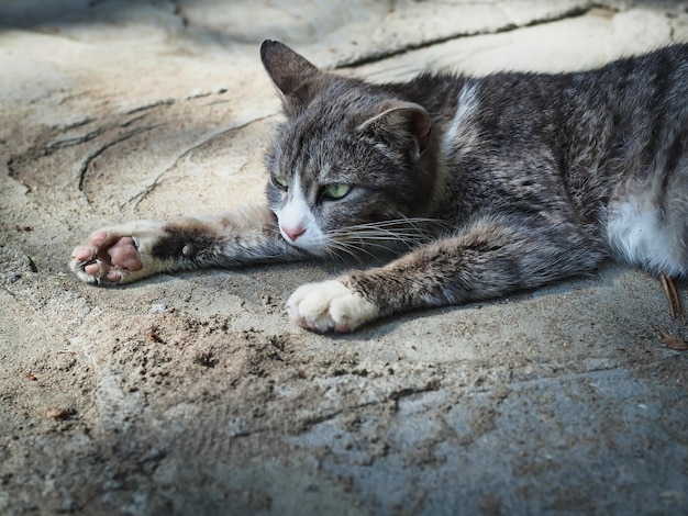 Gato relaxando na areia