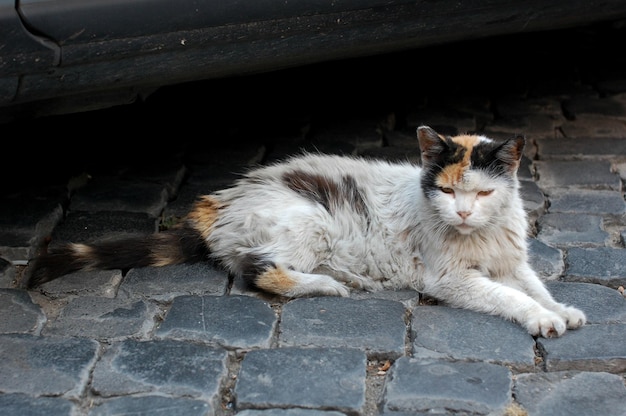 Gato relaxando na calçada
