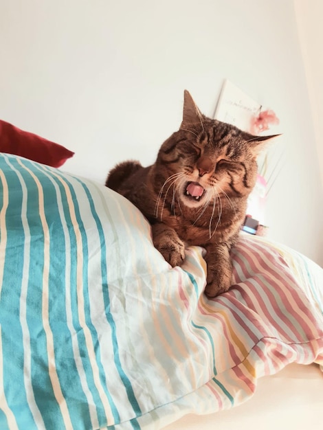 Foto gato relaxando na cama em casa